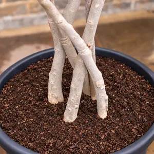 Olea europaea (Pot Size 65L) Common Olive - image 3