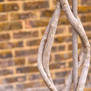Olea europaea (Pot Size 65L) Common Olive - image 4