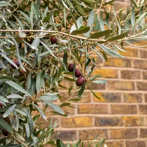 Olea europaea (Pot Size 65L) Common Olive - image 5
