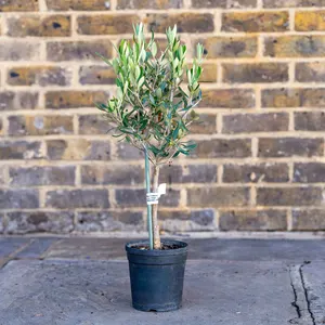 Olea europaea Mini Stem (Pot Size 14cm)  Olive Tree
