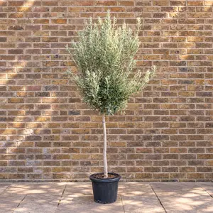 Olea europaea (Pot Size 18L) Olive Tree - image 1