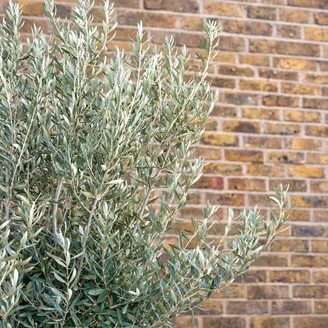Olea europaea (Pot Size 18L) Olive Tree - image 2