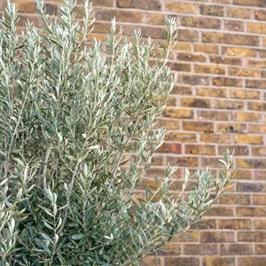 Olea europaea (Pot Size 18L) Olive Tree - image 2