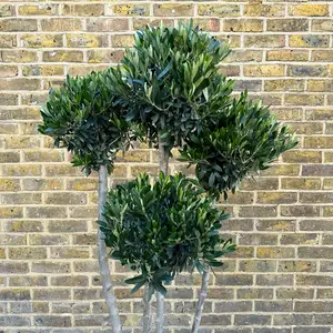 Olea europaea 'Pom Pom' (Pot Size 45L) Olive Tree - image 2