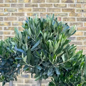 Olea europaea 'Pom Pom' (Pot Size 45L) Olive Tree - image 3