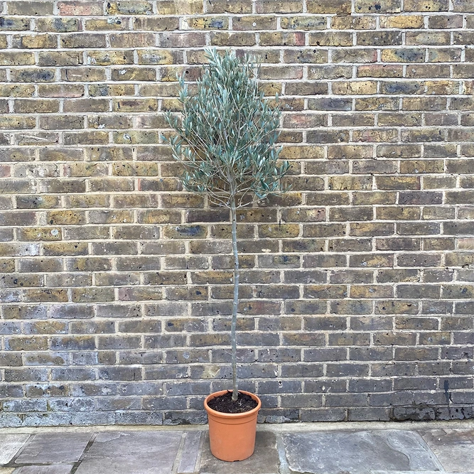 Olea europaea Standard  (Clipped Head diameter 50cm  Pot Size 6L ) Olive Tree