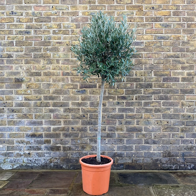 Olea europaea Standard (Clipped Head Diameter 60cm Pot Size 18Ltr ) Olive Tree