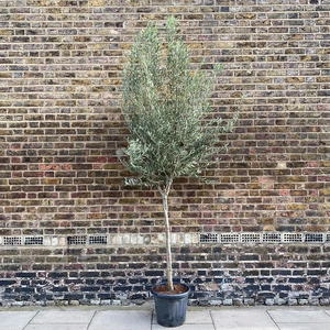 Olea europaea Standard, Loose head (10-12cm stem girth) Olive Tree - image 1