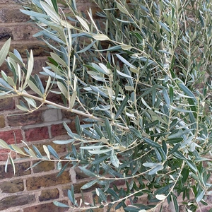 Olea europaea Standard, Loose head (10-12cm stem girth) Olive Tree - image 2