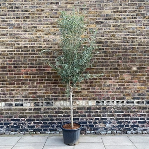 Olea europaea Standard, Loose head (12-14cm stem girth) Olive Tree - image 1