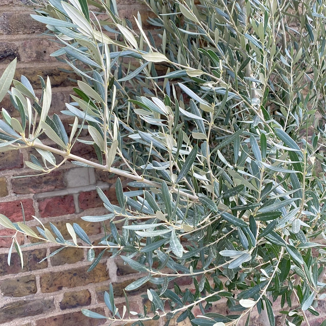 Olea europaea Standard, Loose head (12-14cm stem girth) Olive Tree - image 2