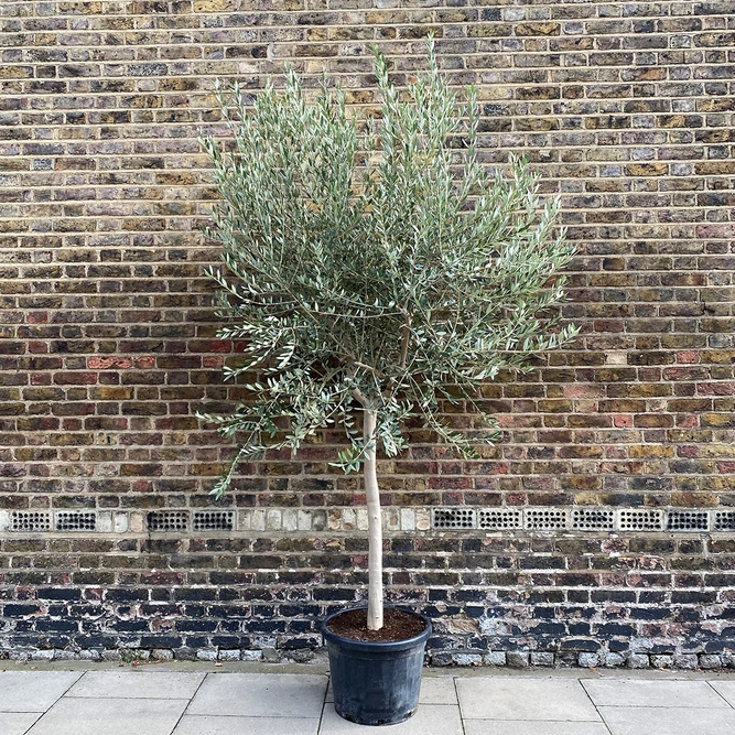 Olea europaea Standard, Loose head (16-18cm stem girth) Olive Tree - image 1