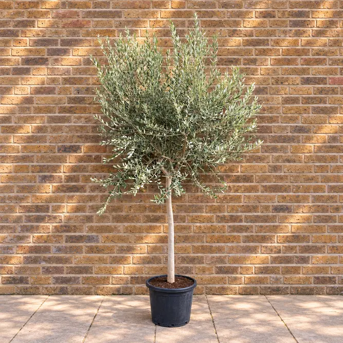 Olea europaea Standard, Loose head (16-18cm stem girth) Olive Tree - image 1