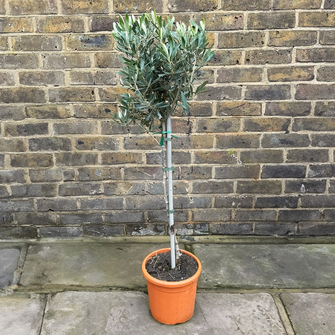 Olea europaea Standard Mini Stem (Pot Size 5L) Olive Tree - image 1