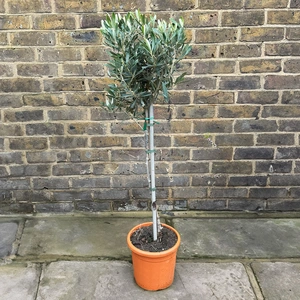 Olea europaea Standard Mini Stem (Pot Size 5L) Olive Tree - image 1