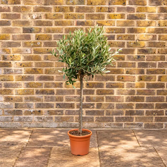 Olea europaea Standard Mini Stem (Pot Size 5L) Olive Tree - image 1