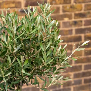 Olea europaea Standard Mini Stem (Pot Size 5L) Olive Tree - image 2