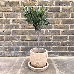 Olea europaea Standard Mini Stem (Pot Size 15cm) Olive Tree - image 2