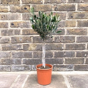 Olea europaea Standard Mini Stem (Pot Size 15cm) Olive Tree - image 1