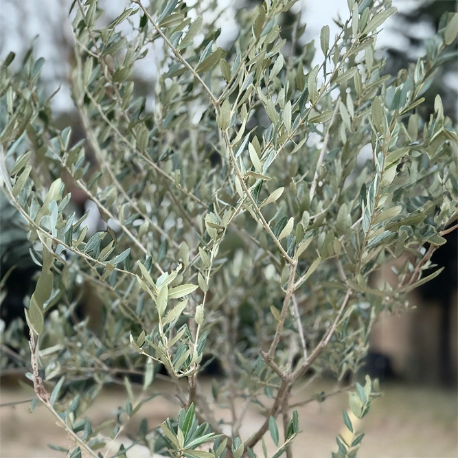 Olea europaea Standard (Pot Size 10L) Olive Tree - image 2