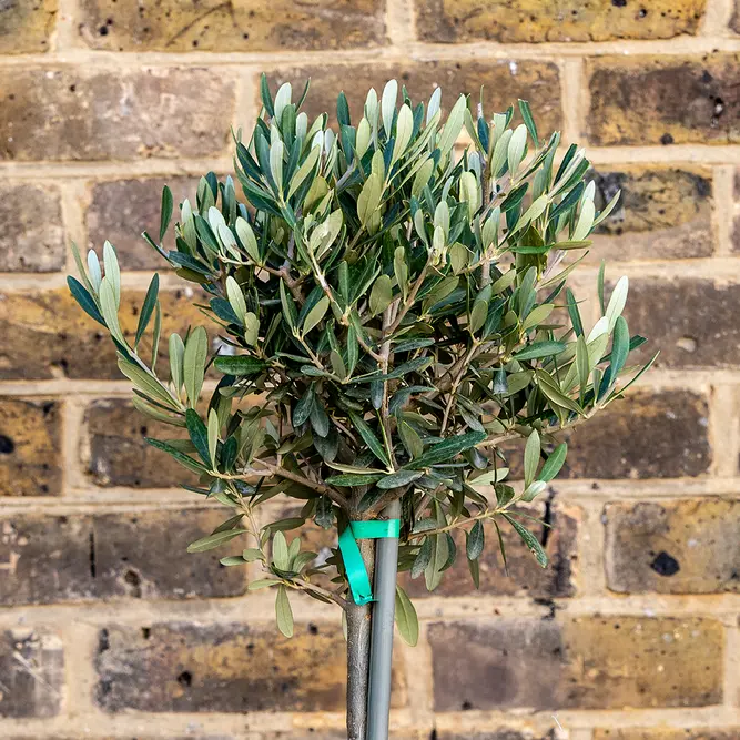 Olea europaea Standard (Pot Size 16cm)  Olive Tree - image 2