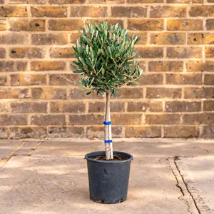 Olea europaea Standard (Pot Size 16cm)  Olive Tree