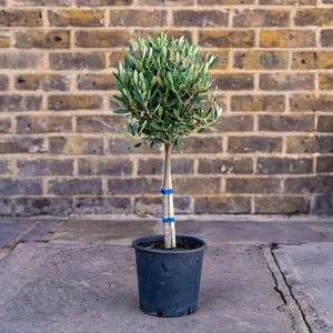 Olea europaea Standard (Pot Size 16cm)  Olive Tree - image 1