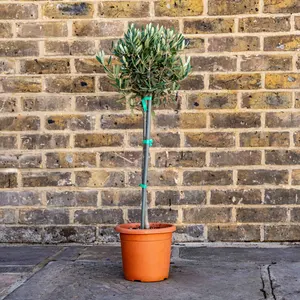 Olea europaea Standard (Pot Size 18cm)  Olive Tree - image 1