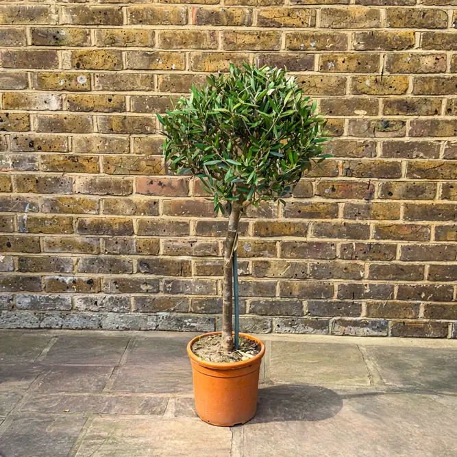 Olea europaea Standard (Pot Size 20cm)  Olive Tree - image 1