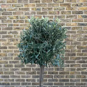 Olea europaea Standard (Pot Size 20cm)  Olive Tree - image 2