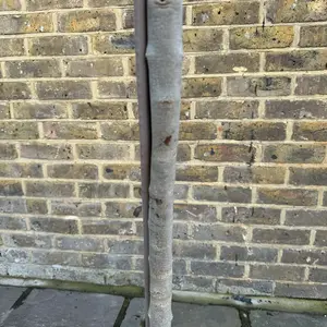 Olea europaea Standard (Pot Size 20cm)  Olive Tree - image 3