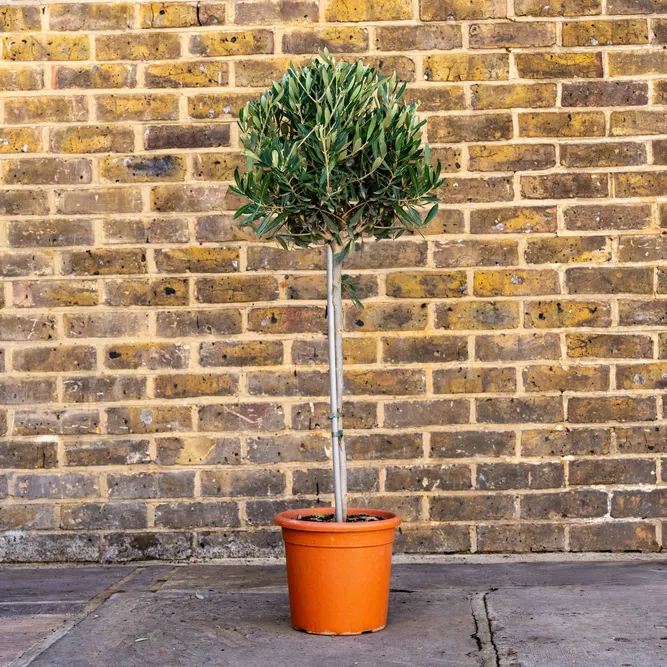 Olea europaea Standard (Pot Size 22cm - Height 110cm)  Olive Tree - image 1