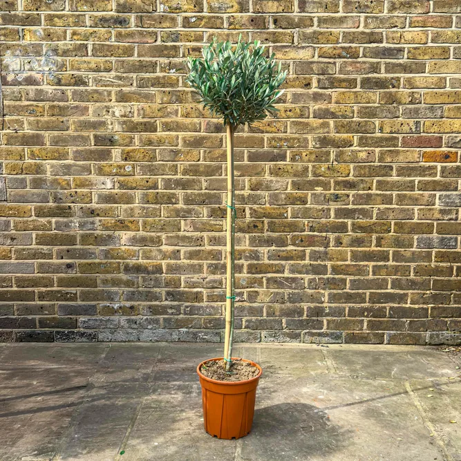 Olea europaea Standard (Pot Size 24cm - Total Height: 150cm)  Olive Tree - image 1
