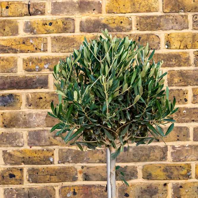 Olea europaea Standard (Pot Size 24cm - Total Height: 150cm)  Olive Tree - image 2