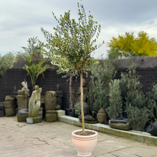 Olea europaea Standard (Pot Size 25L) Olive Tree - image 2