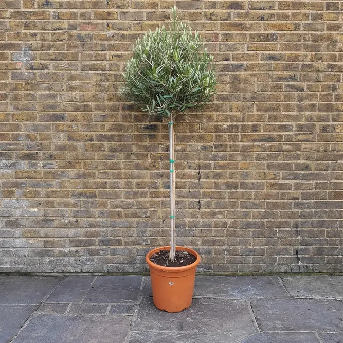 Olea europaea Standard (Pot Size 26cm)  Olive Tree - image 1