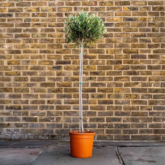 Olea europaea Standard (Pot Size 26cm)  Olive Tree - image 1