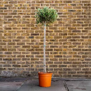 Olea europaea Standard (Pot Size 26cm)  Olive Tree - image 1