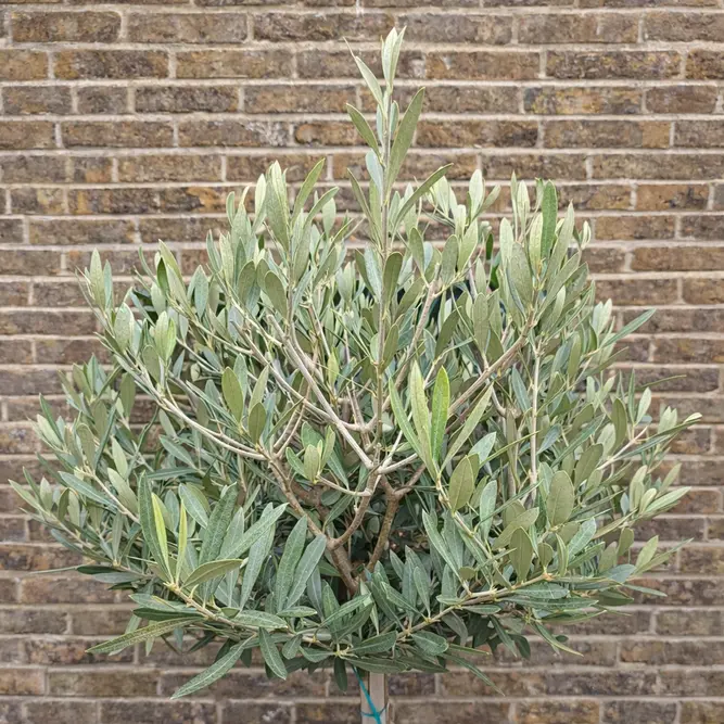 Olea europaea Standard (Pot Size 30cm-Total Height 120cm)  Olive Tree - image 2