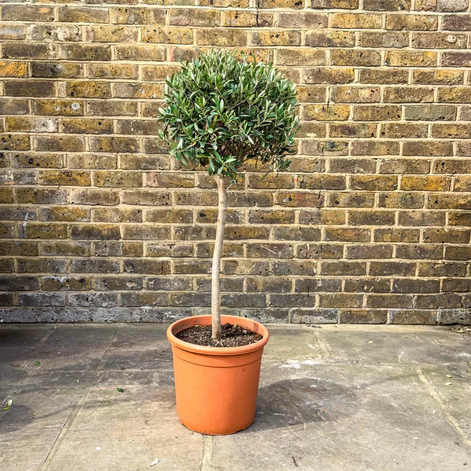 Olea europaea Standard (Pot Size 30cm-Total Height 120cm)  Olive Tree - image 1