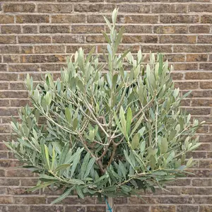 Olea europaea Standard (Pot Size 30cm-Total Height 180cm)  Olive Tree - image 2