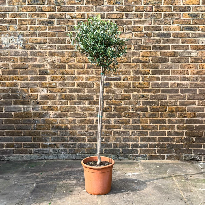 Olea europaea Standard (Pot Size 30cm-Total Height 180cm)  Olive Tree - image 1