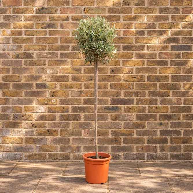 Olea europaea Standard (Pot Size 6L -130-140CM)  Olive Tree - image 1