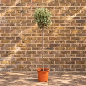Olea europaea Standard (Pot Size 6L -130-140CM)  Olive Tree - image 1
