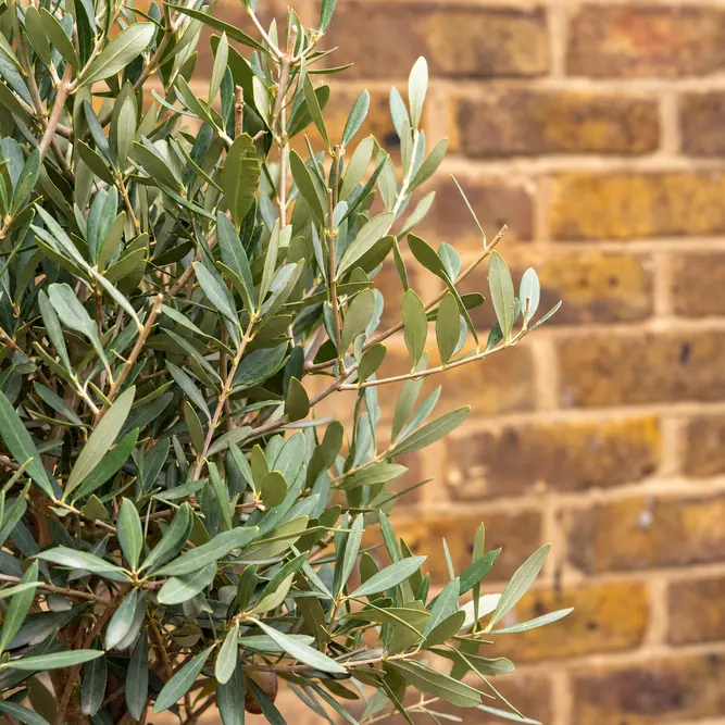 Olea europaea Standard (Pot Size 6L -130-140CM)  Olive Tree - image 2