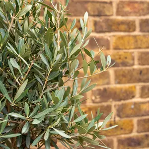Olea europaea Standard (Pot Size 6L -130-140CM)  Olive Tree - image 2