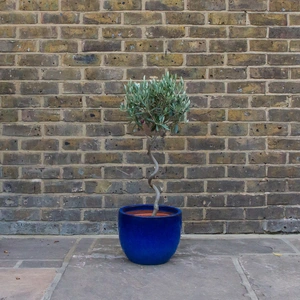 Olea europaea Standard Spiral (4L) Spiral Stem Olive Tree - image 2