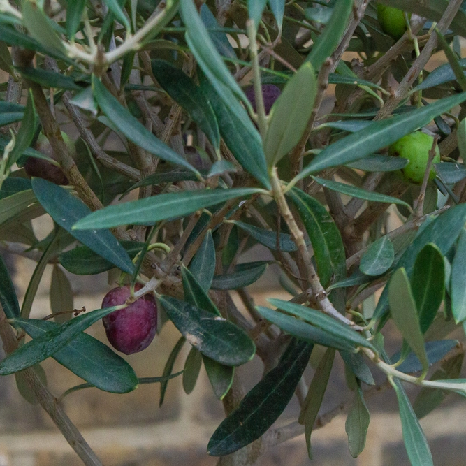 Olea europaea Standard Spiral (4L) Spiral Stem Olive Tree - image 3