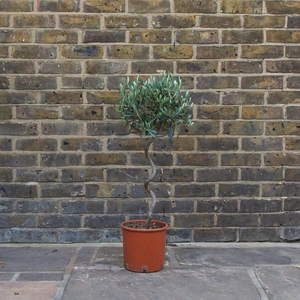 Olea europaea Standard Spiral (4L) Spiral Stem Olive Tree - image 1