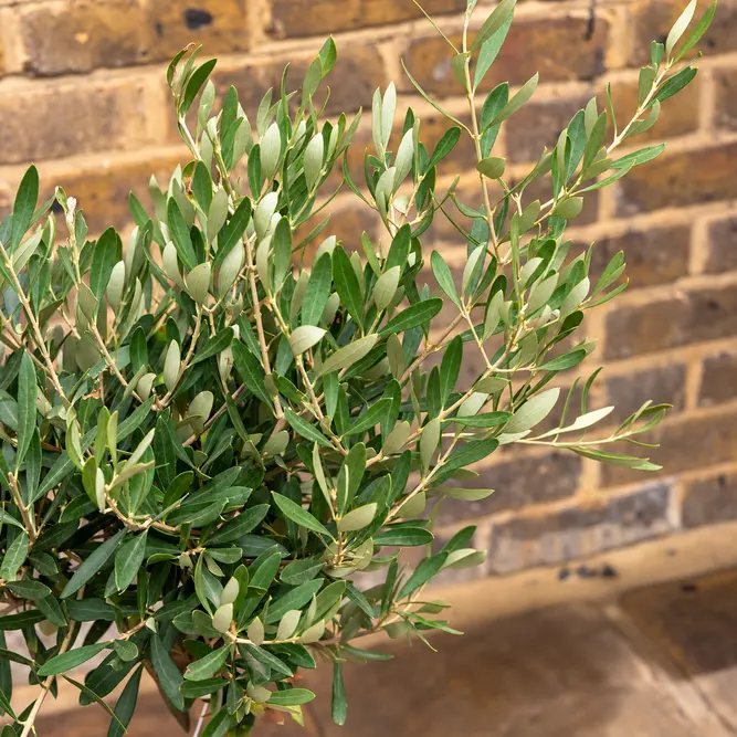 Olea europaea Standard Spiral (4L) Spiral Stem Olive Tree - image 2